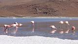 BOLIVIA 2 - Ruta de Las Joyas - Laguna Hedionda - Flamencos - 03